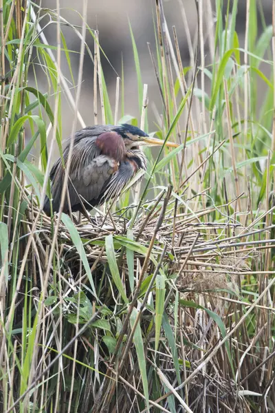 stock image Purple heron (Ardea purpurea) at nest in reed, Baden-Wrttemberg, Germany, Europe 