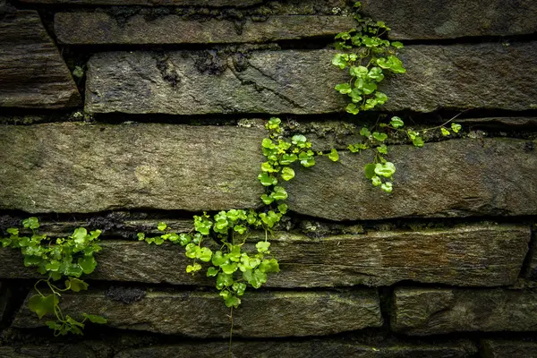 stock image Green climbing plant grows on wall, Lake District National Park, Central England, Great Britain