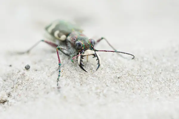 Stock image Cicindela sylvicola (Cicindela sylvicola), Province of Drenthe, Netherlands