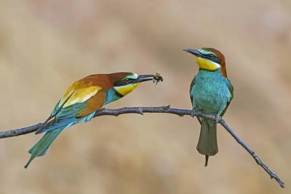 Stock image Two bee-eaters (Merops apiaster) sitting on a branch, animal pair, Rhineland-Palatinate, Germany, Europe