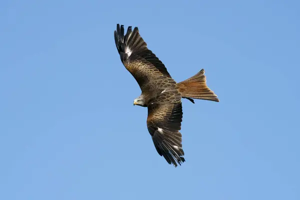 stock image Red kite (Milvus milvus) flying, Germany, Europe