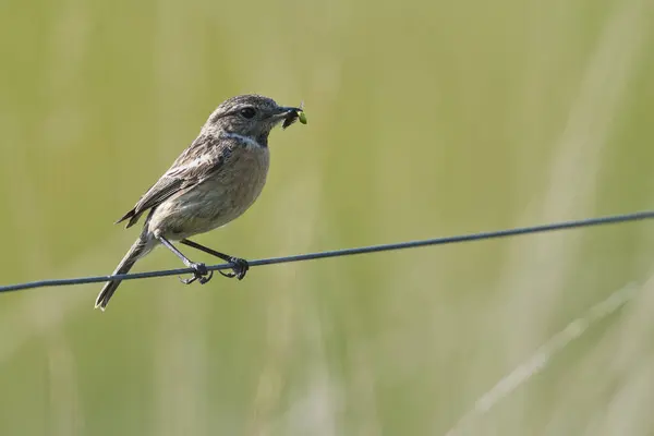 stock image European stonechat (Saxicola rubicola), female with food in her beak, Emsland, Lower Saxony, Germany, Europe