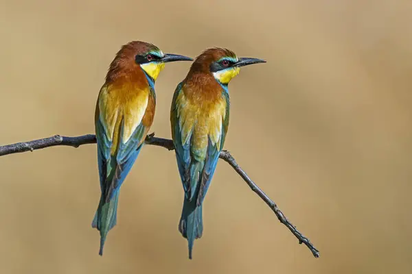 stock image Two bee-eaters (Merops apiaster), animal pair sitting on branch, Rhineland-Palatinate, Germany, Europe