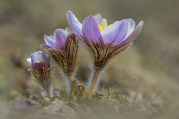 stock image Spring pasque flower (Pulsatilla vernalis), flowers on mountain meadow, Hohe Tauern National Park, Carinthia, Austria, Europe