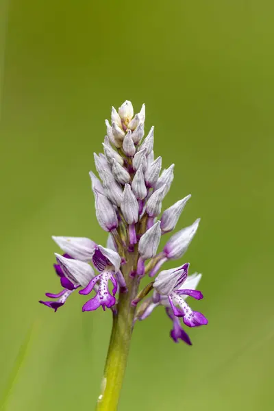 stock image Military orchid (Orchis militaris), Kaiserstuhl, Baden-Wrttemberg, Germany, Europe 