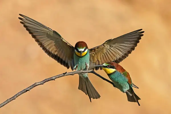 stock image Two bee-eaters (Merops apiaster) sitting on a branch, animal pair, Rhineland-Palatinate, Germany, Europe