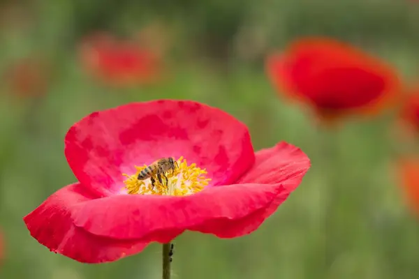 stock image Bee (Apis mellifera) on poppy flower (Papaver rhoeas), Hesse, Germany, Europe