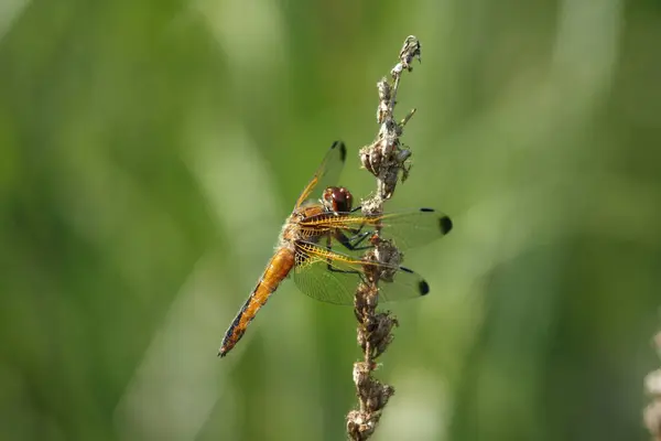 stock image Scarce chaser (Libellula fulva)