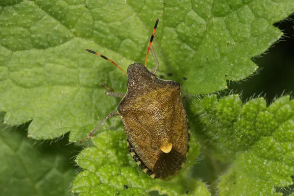 stock image Tree bug (Peribalus strictus) on leaf of a Nettle (Urtica), Baden-Wrttemberg, Germany, Europe 