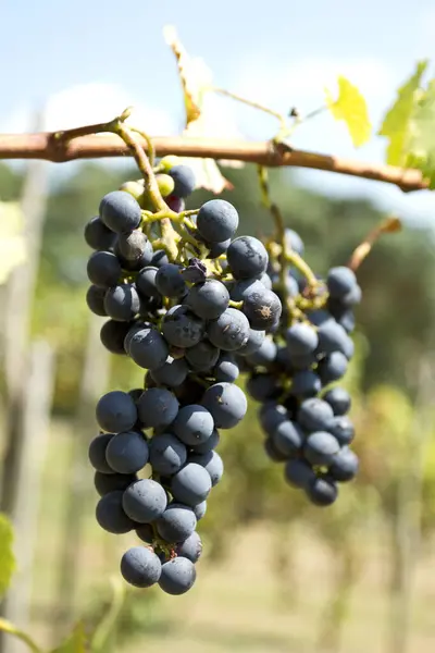 stock image Red Grapes (Vitis vinifera), vine in a vineyard