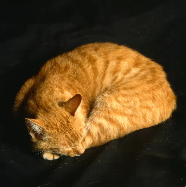 stock image red cat lying in a black blanket