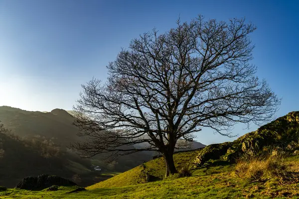 stock image Bare Beech (Fagus) in Autumn Hills, Ambleside, Lake District National Park, Central England, Great Britain