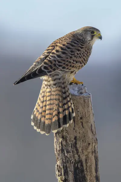 stock image Common Common Kestrel (Falco tinnunculus), female on pile, biosphere area Swabian Alb, Baden-Wrttemberg, Germany, Europe 