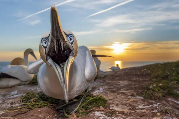 stock image Northern gannet (Morus bassanus) with open beak, Lummenfelsen, Heligoland, Schleswig-Holstein, Germany, Europe