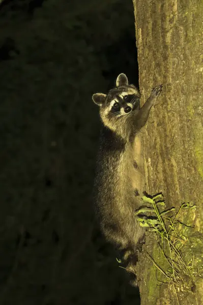 stock image Raccoon (Procyon lotor), female climbs on tree trunk, Hesse, Germany, Europe