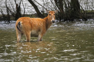 Pre Davids deer, also milu or elaphure (Elaphurus davidianus), female in water, Kaposvr, Southern Transdanubia, Hungary clipart