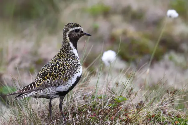 stock image Golden plover (Pluvialis apricaria) in tundra, tussock cottongrass (Eriphorum vaginatum), Lofoten, Norway, Europe