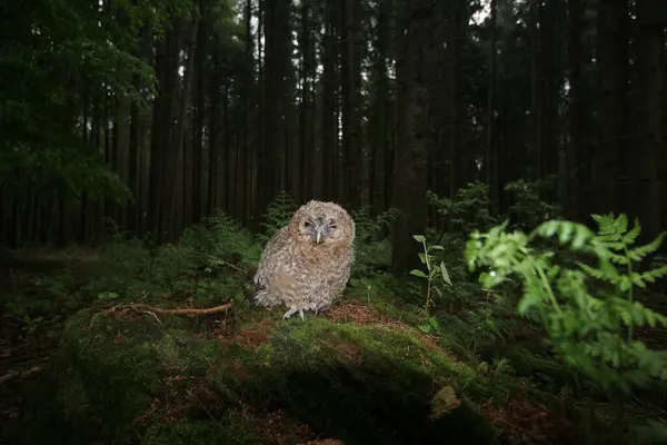 Stock image Tawny Owl (Strix aluco), fledgling on forest floor