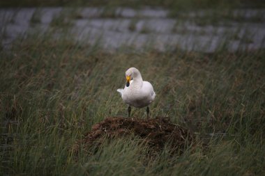 Whooper Swan (Cygnus cygnus) standing on nest, tundra lake, Norway, Europe clipart