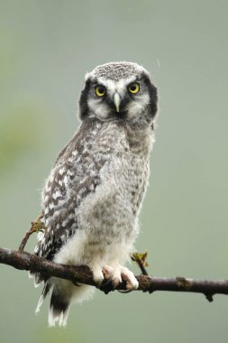 Northern hawk-owl (Surnia ulula), young bird sitting on tree branch in rain, Lapland, Norway, Europe clipart