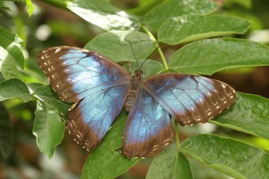 Peleides Blue Morpho (Morpho peleides), South America clipart