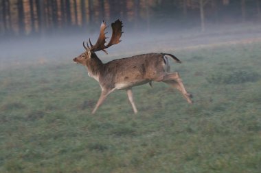 Fallow deer (Dama dama), male in morning fog clipart