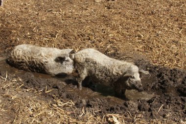 Curly-hair hogs or Mangalica pigs wallowing in mud, organic husbandry, Hungary, Europe clipart