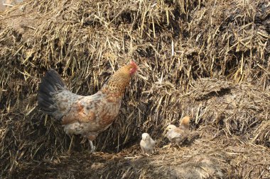 Domestic chicken (Gallus gallus domesticus) with chick on dunghill, Allgaeu, Bavaria, Germany, Europe clipart