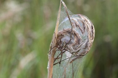 Nursery web spider (Pisaura mirabilis), on a web, Allgaeu region, Bavaria, Germany, Europe clipart