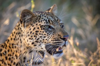 African Leopard (Panthera pardus) looks into the distance, animal portrait, nature reserve Klaserie, South Africa, Africa clipart