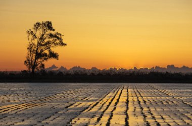 Rice field, at sunrise, Ebro Delta Nature Reserve, Tarragona province, Catalonia, Spain, Europe clipart