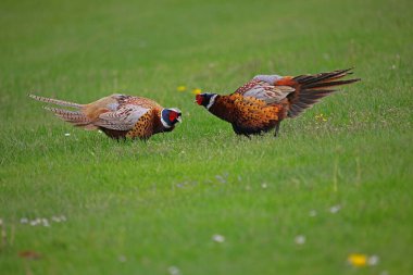 Pheasant (Phasianus colchicus), two cocks facing each other pugnaciously, Lower Austria, Austria, Europe clipart