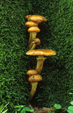 Honey Mushroom (Armillaria mellea) clipart