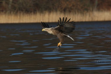 White-tailed Eagle or Sea Eagle (Haliaeetus albicilla) taking flight from a lake with a fish in its talons clipart