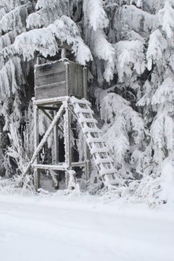 Tree stand in snow and frost, Allgaeu, Bavaria, Germany, Europe clipart