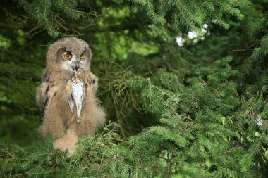 Juvenile Eurasian eagle owl (Bubo bubo), with song thrush (Turdus philomelos) clipart