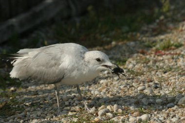 Common- or Mew Gull (Larus canus), summer plumage, with Giant Water Beetle (Hydrous piceus) as prey clipart