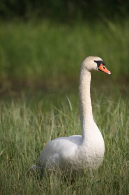 Mute Swan (Cygnus olor) on an overgrown lake, Sweden, Europe clipart