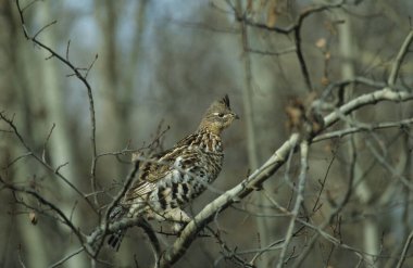 Spruce Grouse (Falcipennis canadensis), Elk Island national park, Canada, Alberta, North America clipart