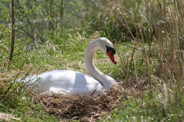 Mute swan (Cygnus olor), Female sitting on the nest, Allgu, Bavaria, Germany clipart