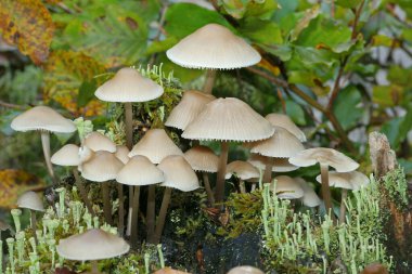 Seeded Tintling (Coprinus Disseminated), Allgu, Bavaria, Germany clipart