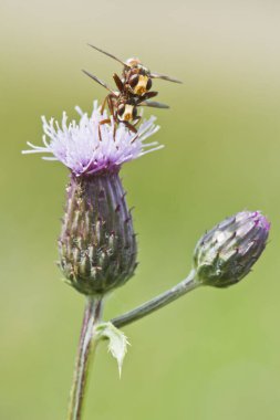 Sicus ferrugineus (Sicus ferrugineus), mating, Emsland, Lower Saxony, Germany, Europe clipart