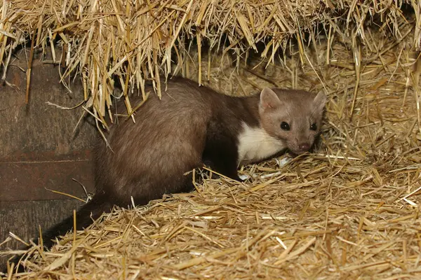 stock image Beech marten (Martes foina) on straw in a barn, Allgu, Bavaria, Germany