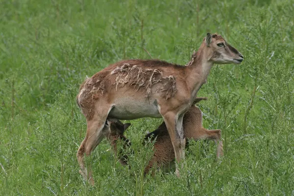 stock image Mouflon ewe (Ovis ammon musimon) suckling lamb