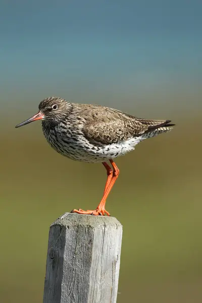 stock image Common redshank (Tringa totanus) standing on pole, Lapland, Norway, Europe