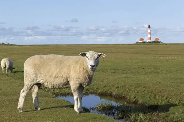 stock image Sheep graze on salt marshes, behind Westerhever lighthouse, Westerhever, Schleswig-Holstein, Germany, Europe