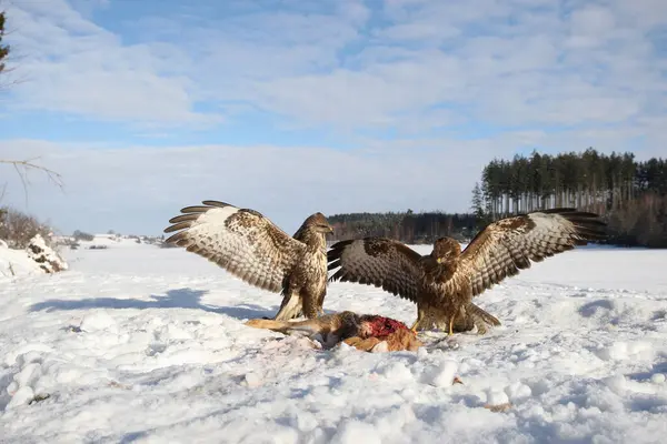 stock image Common buzzards (Buteo buteo) in dispute over a brown hare, Allgaeu region, Bavaria, Germany, Europe