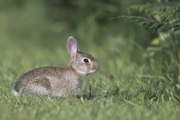 stock image European rabbit (Oryctolagus cuniculus), Pembrokeshire, Wales, United Kingdom, Europe