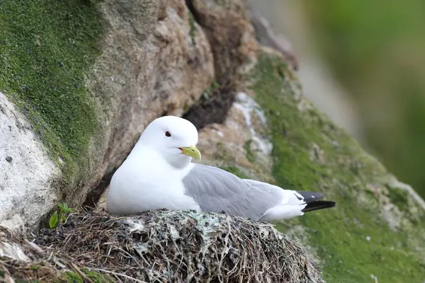 Stock image Black-legged kittiwake (Rissa tridactyla) in nest, Lofoten, Norway, Europe