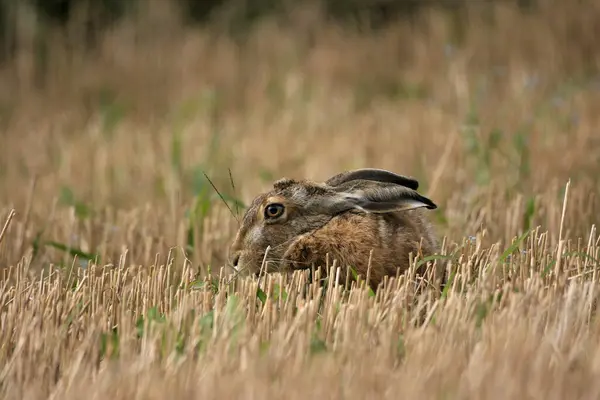 stock image European Hare or Brown Hare (Lepus europaeus) in a stubble field